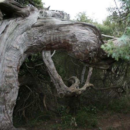 Camping Municipal L'Espazo Durban Corbieres Dış mekan fotoğraf
